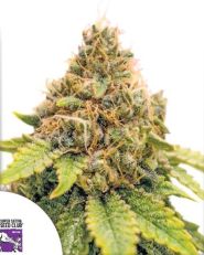 Karel's Dank Regular by Super Sativa Seed Club
