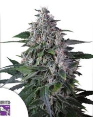 Karel's Haze Regular by Super Sativa Seed Club