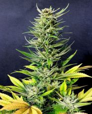 Karibbean Mango Feminized by Kannabia