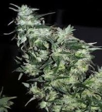 Afghani Special Regular - KC Brains