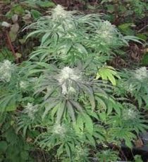 Brains Damage Regular - KC Brains