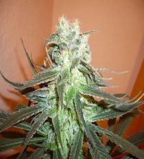 Mango Regular - KC Brains