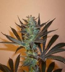 Mind Bender Regular - KC Brains