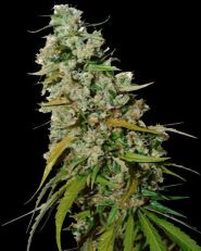 Kees’ Old School Haze Regular by Super Sativa Seed Club