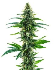Khalifa Kush Feminized by Blimburn