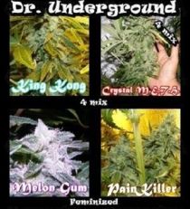 Surprise Killer Mix by Dr. Underground Seeds