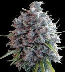 Killer A5 Haze Feminized by Ace Seeds