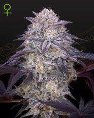 King's Juice Autoflower by Green House Seeds