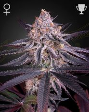 King's Juice Feminized by Green House Seeds
