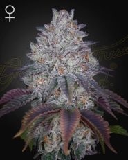 King's Tart Feminized by Green House Seeds