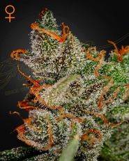 King's Kush Feminized by Green House Seeds