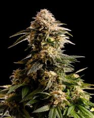 Kiss Feminized by Kannabia