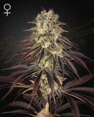 Kong's Krush Feminized by Green House Seeds
