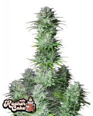 Kosher Cake Auto by Fast Buds