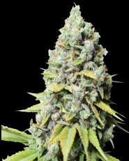 Kosher Haze Feminized by Super Sativa Seed Club