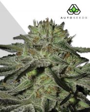 Kush Doctor autoflower