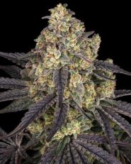 Kush Mintz by Barney's Farm