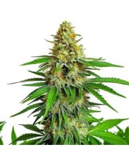Kyles Cherry AK 47 Seeds by Blimburn