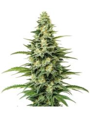 Kyles Skywalker OG Seeds by Blimburn