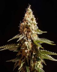 La Blanca Feminized by Kannabia