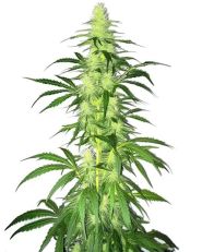Lamb's Bread Feminized by Blimburn