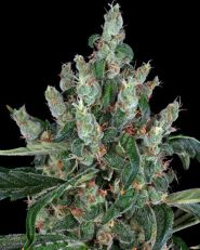 Laughing Buddha Feminized