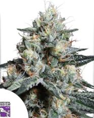 Lava Freeze by Super Sativa Seed Club