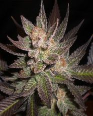 Lavender Feminized by Expert Seeds