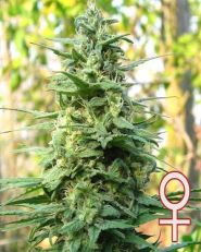 Leda Uno Feminized by KC Brains