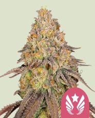 Legendary OG Punch Feminized by Royal Queen Seeds