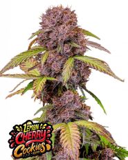 Lemon Cherry Cookies Auto by Fast Buds