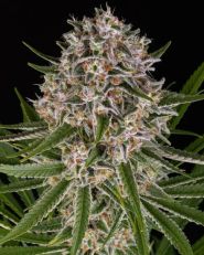 Lemon Haze Auto by Barney's Farm