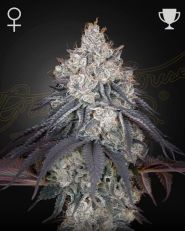 Lemon Orange Feminized by Green House Seeds