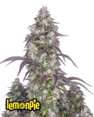 Lemon Pie Auto by Fast Buds