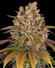 Lemon Tree by Barney's Farm