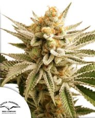 Lemon Z by Dutch Passion