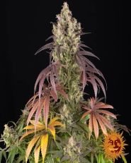Lemon Cherry Gelato Feminized by Barney's Farm