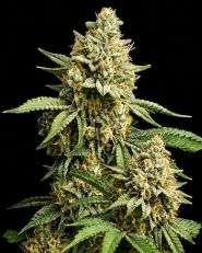 Lemon Cherry Gelato Feminized - Nirvana Seeds