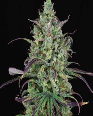 Lemon Cream Kush Automatic by Spliff Seeds