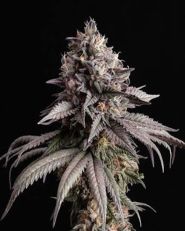 Lemon Gelato by Kannabia