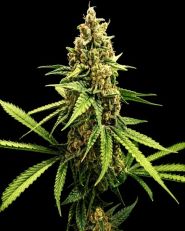 Lemon OG Haze Feminized - Nirvana Seeds