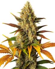 Lemon Tree x Z OG Feminized by Blimburn