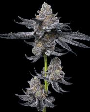 L.F.G Feminzied by Barney's Farm