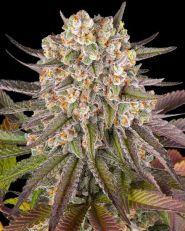 Limoncello Feminized by Barney's Farm 