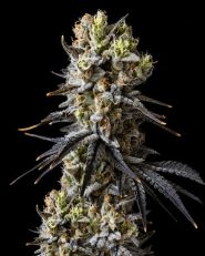 Lithium OG Kush Autoflower - Nirvana Seeds