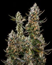 Lithium OG Kush Feminized - Nirvana Seeds