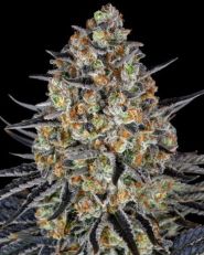 LSD by Barney's Farm