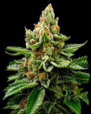 LSD Feminized - Nirvana Seeds