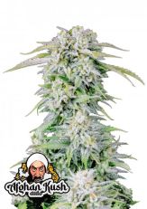 Afghan Kush by Fast Buds