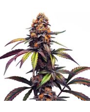 Mamba Negra CBG by Blimburn